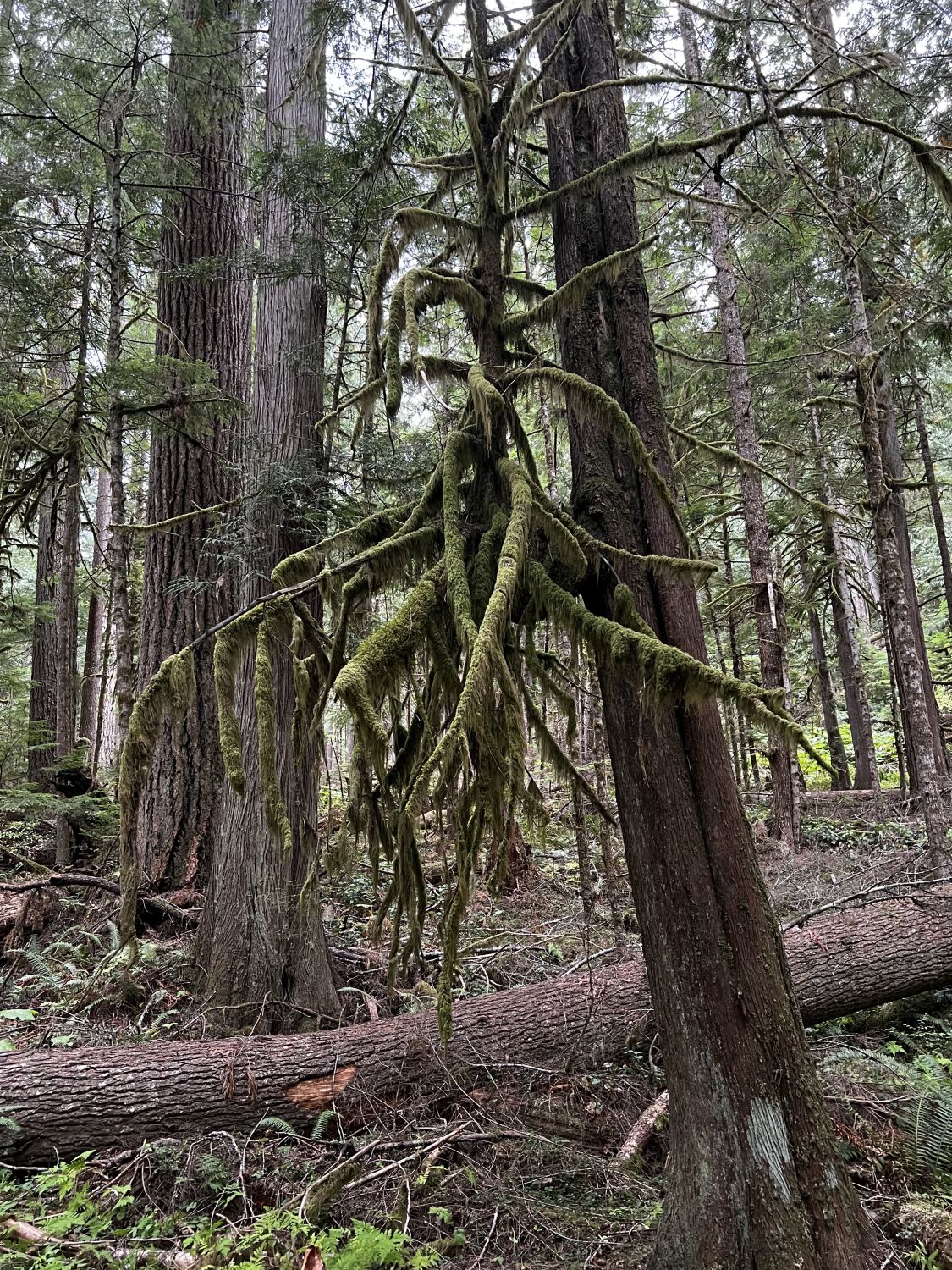 Olympic NP 